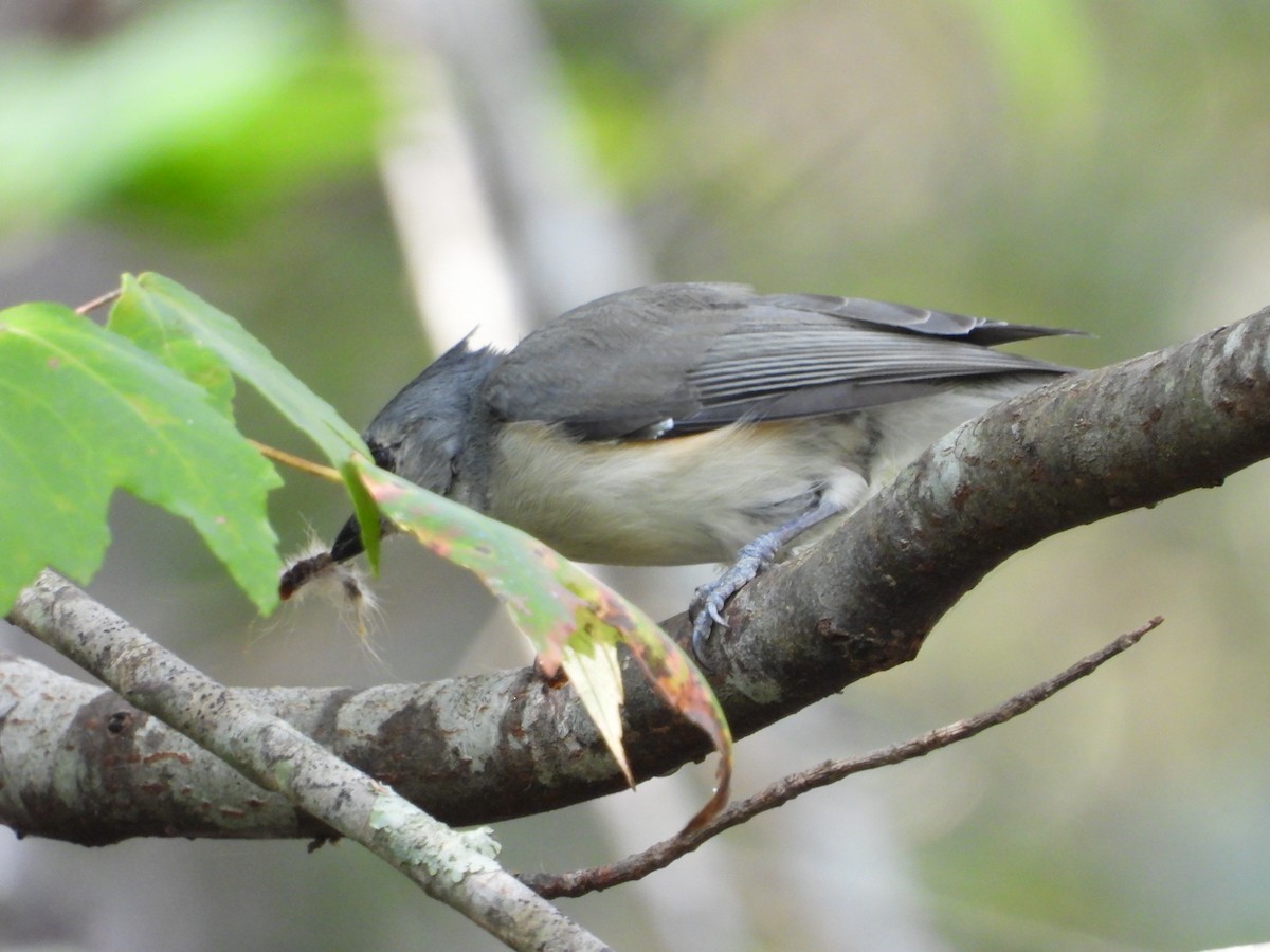 エボシガラ - ML642347680