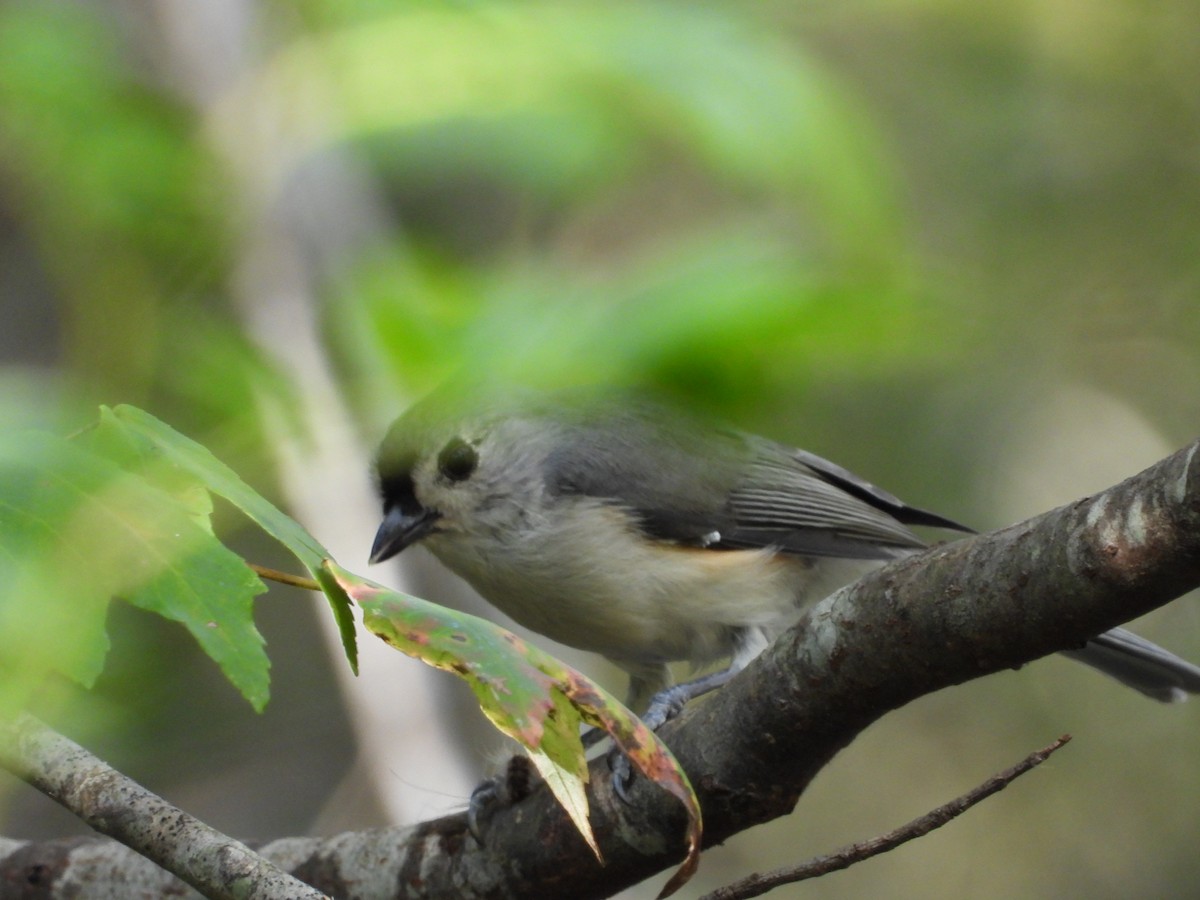エボシガラ - ML642347681
