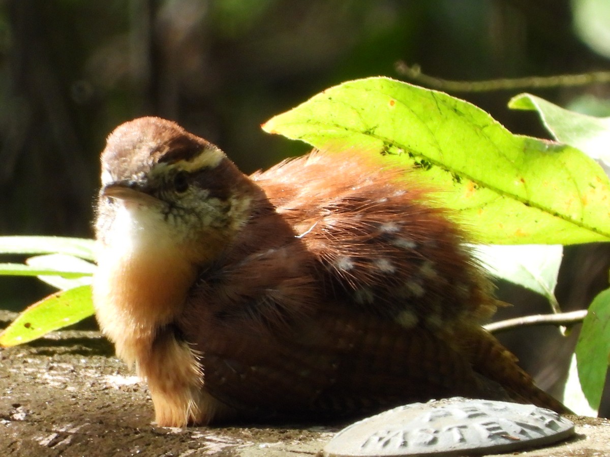 チャバラマユミソサザイ - ML642347700