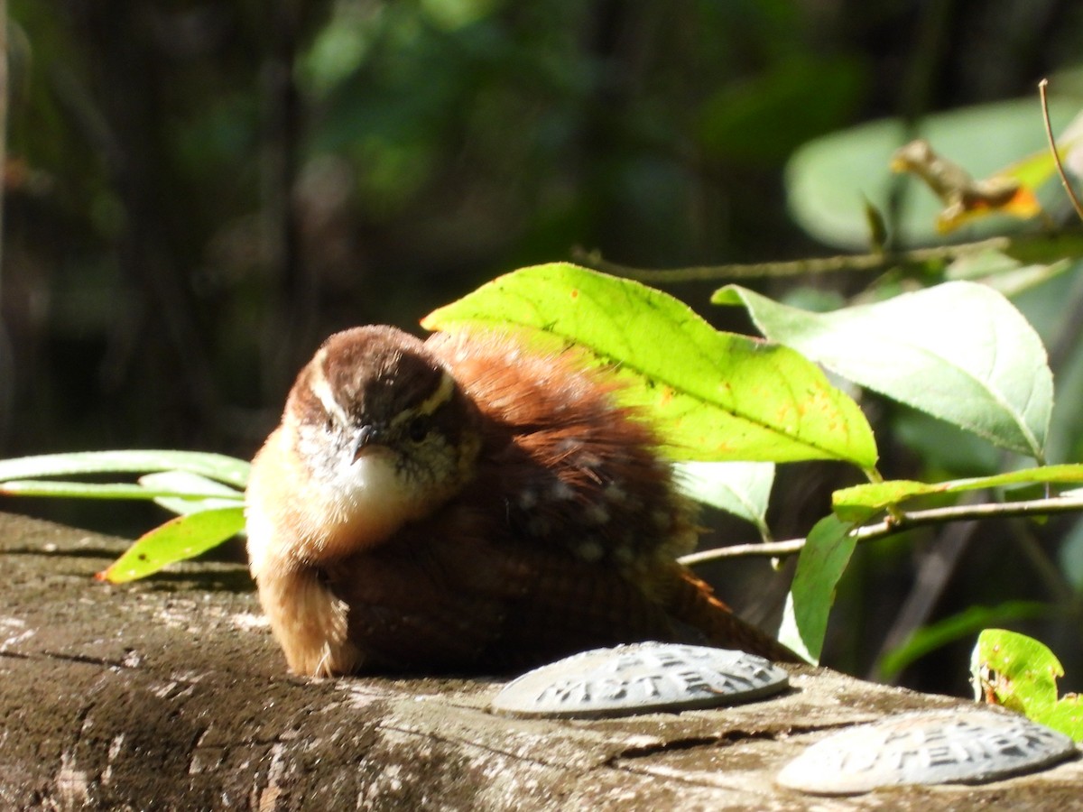 チャバラマユミソサザイ - ML642347701