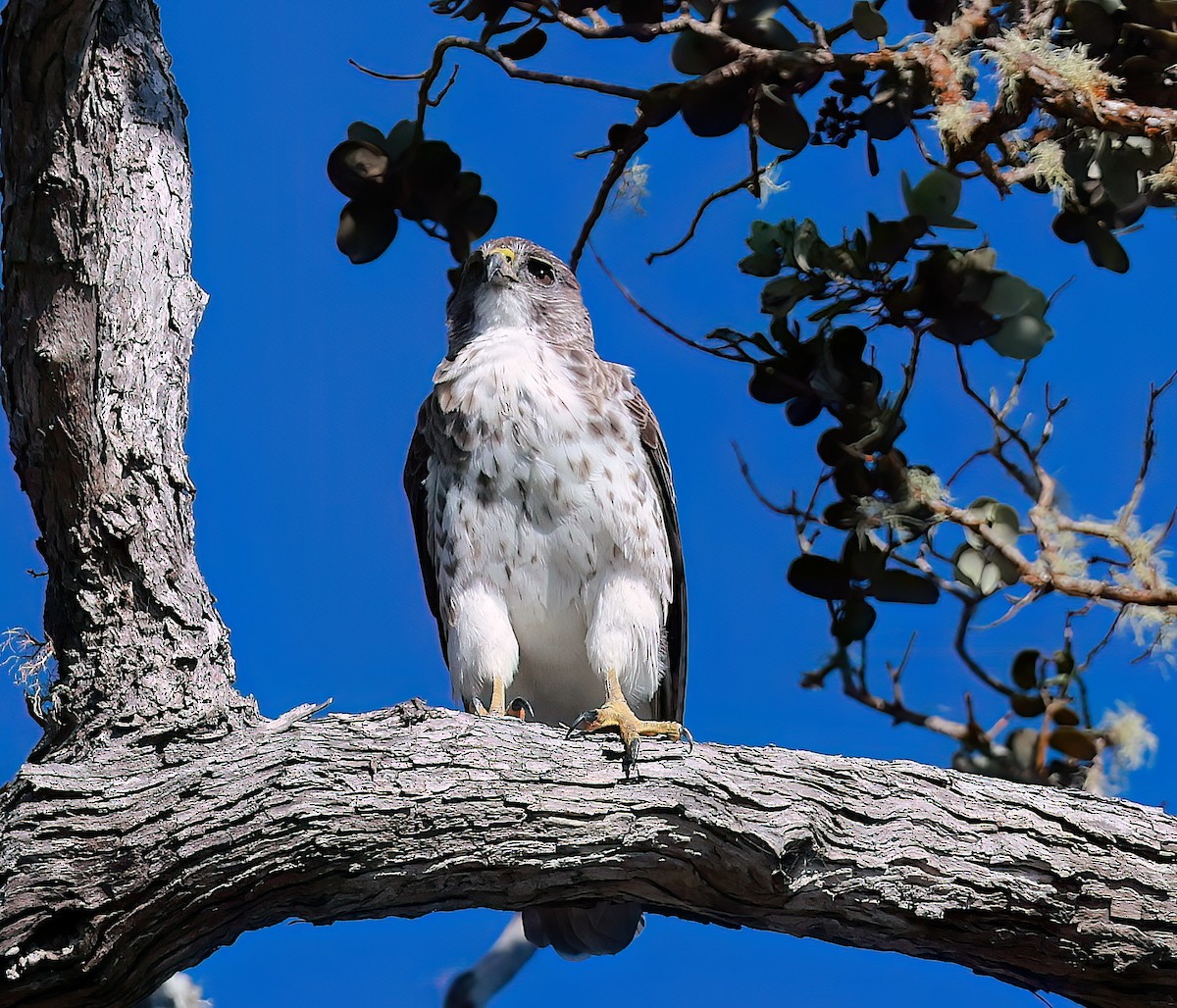 Hawaiian Hawk - ML642347704