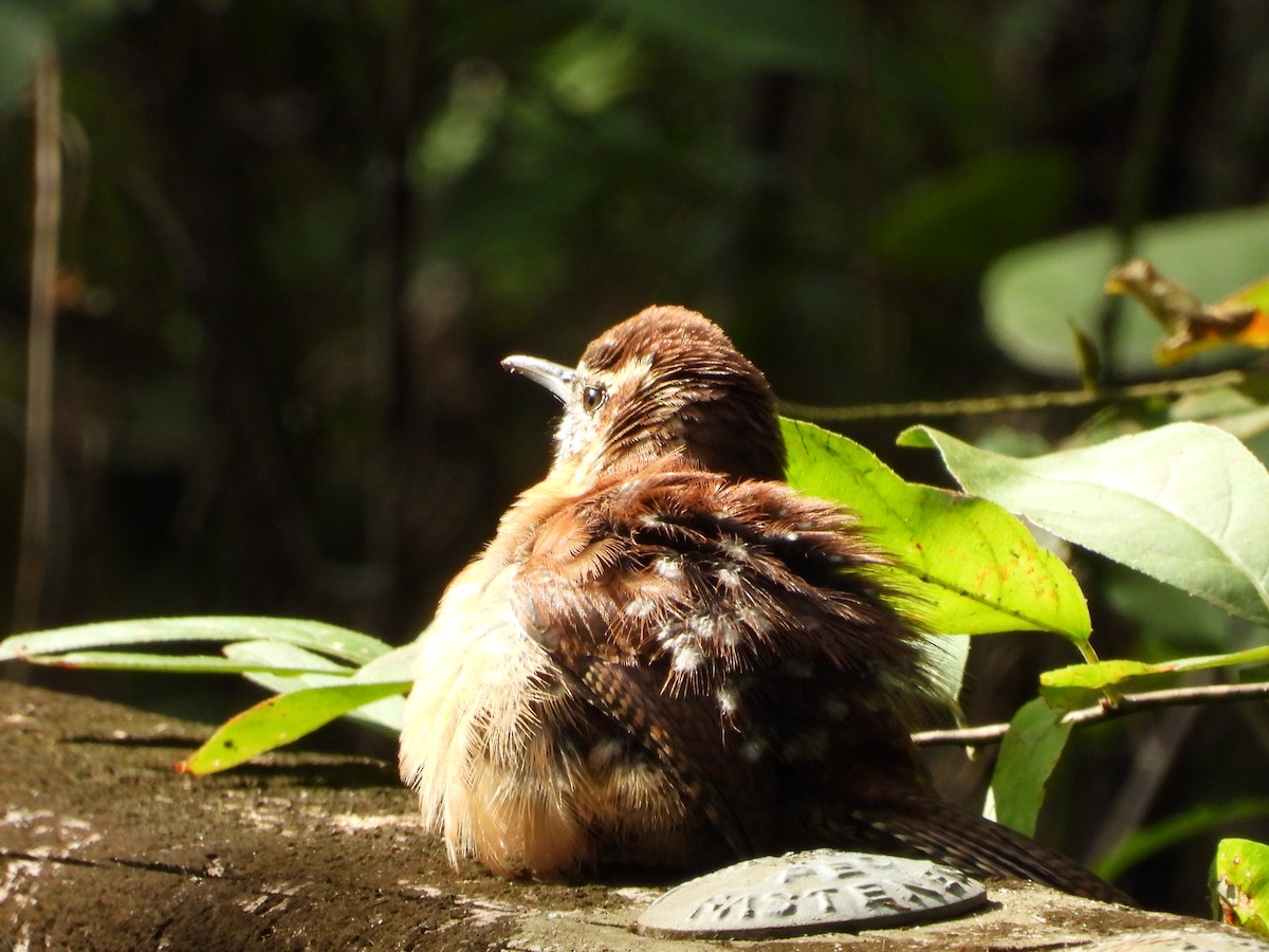 チャバラマユミソサザイ - ML642347734