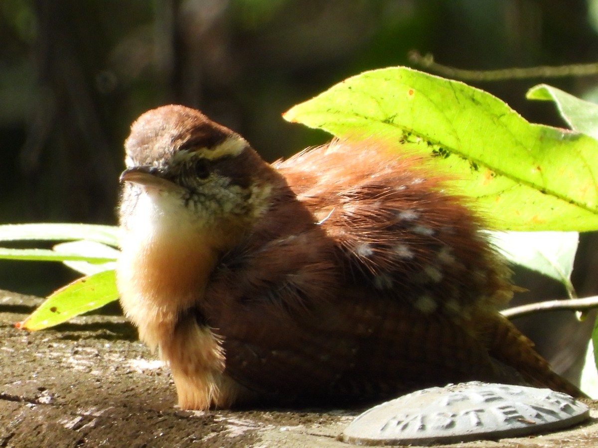 チャバラマユミソサザイ - ML642347735