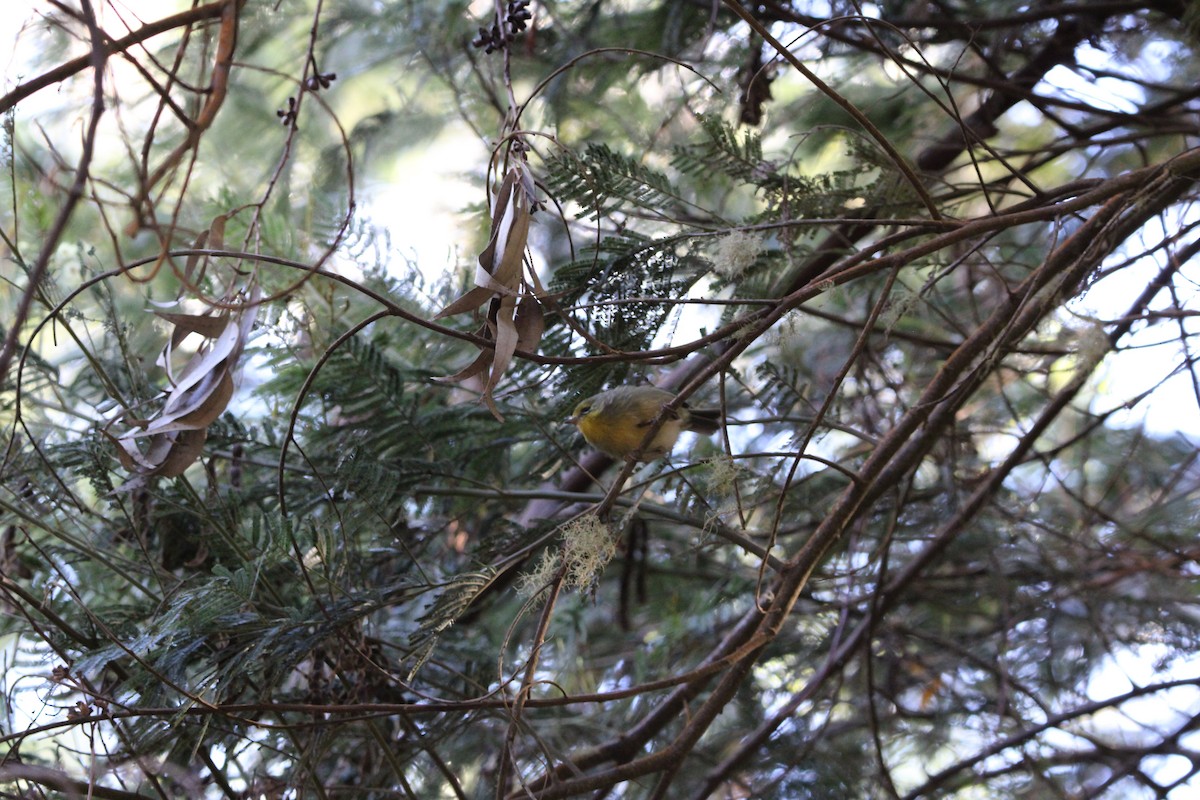 Maui Alauahio - ML642347748