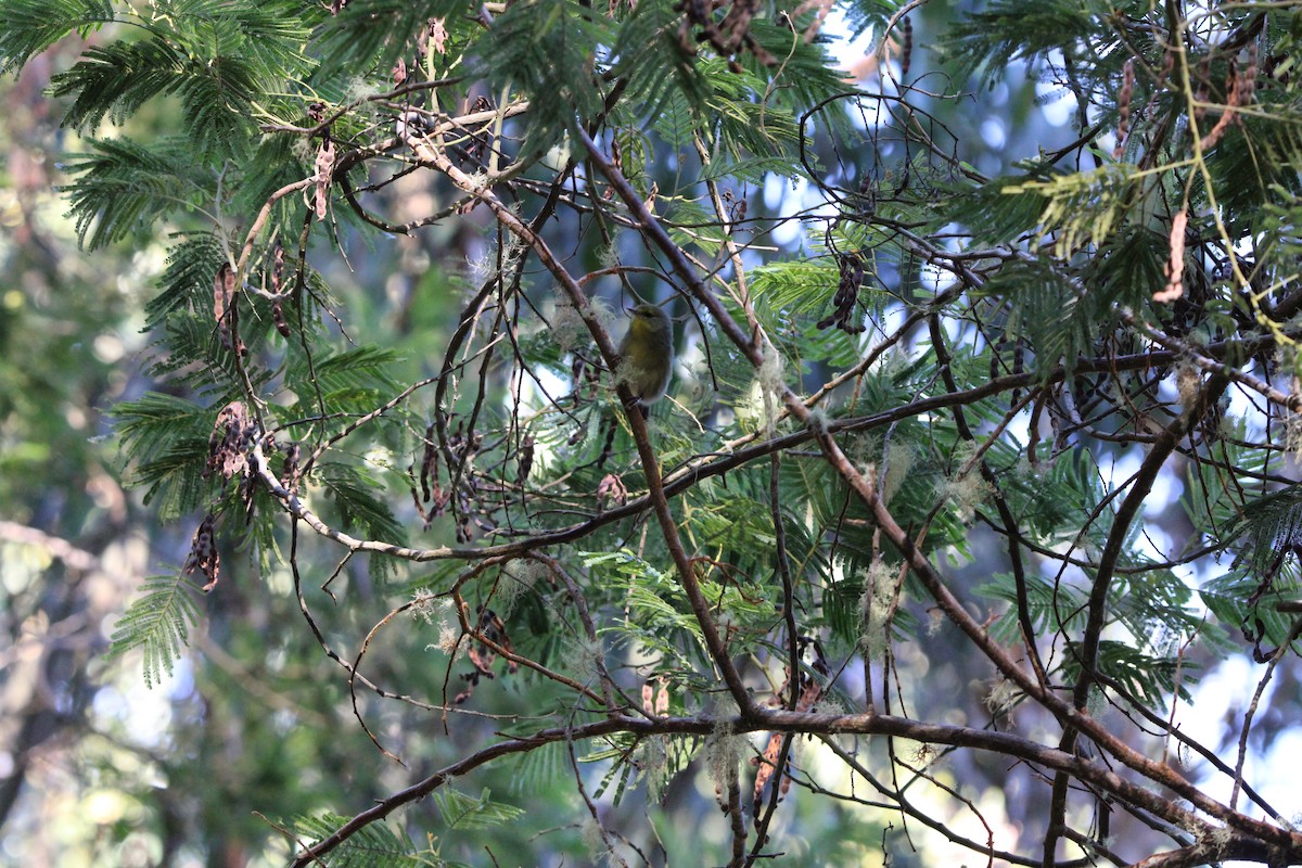 Maui Alauahio - ML642347749