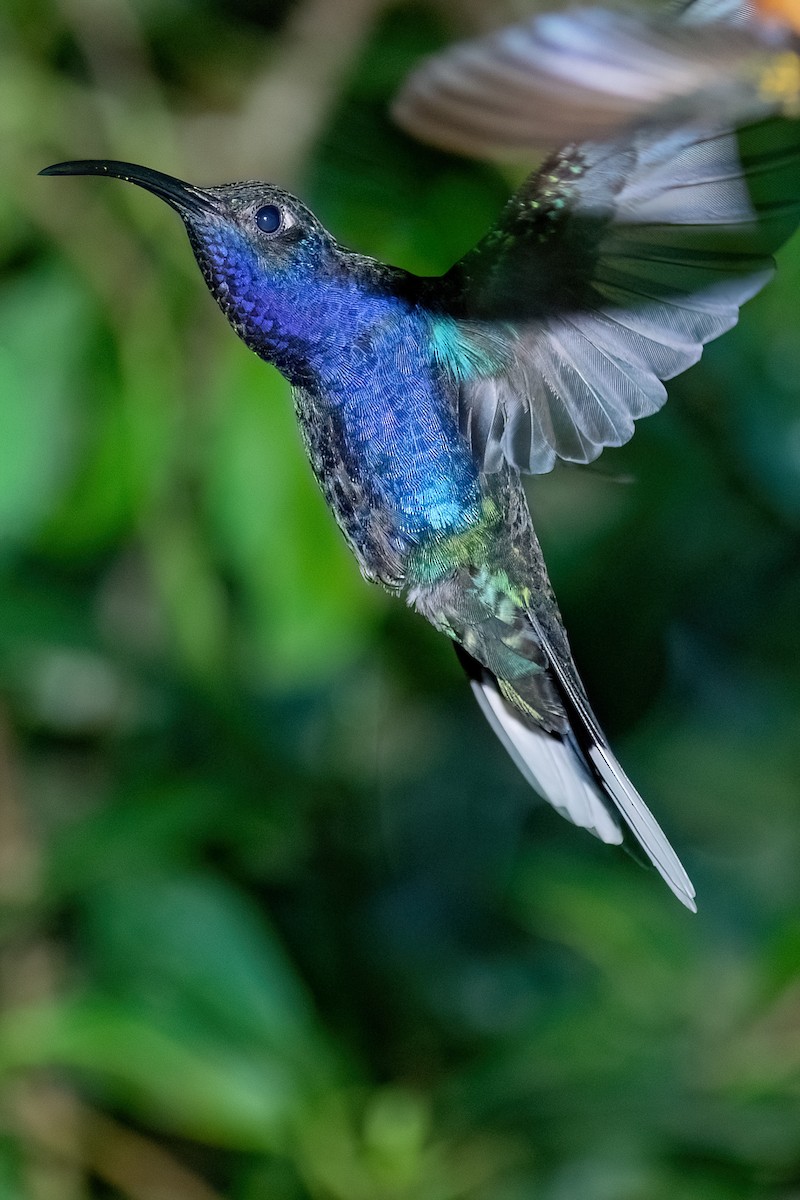 Violet Sabrewing - ML642347752