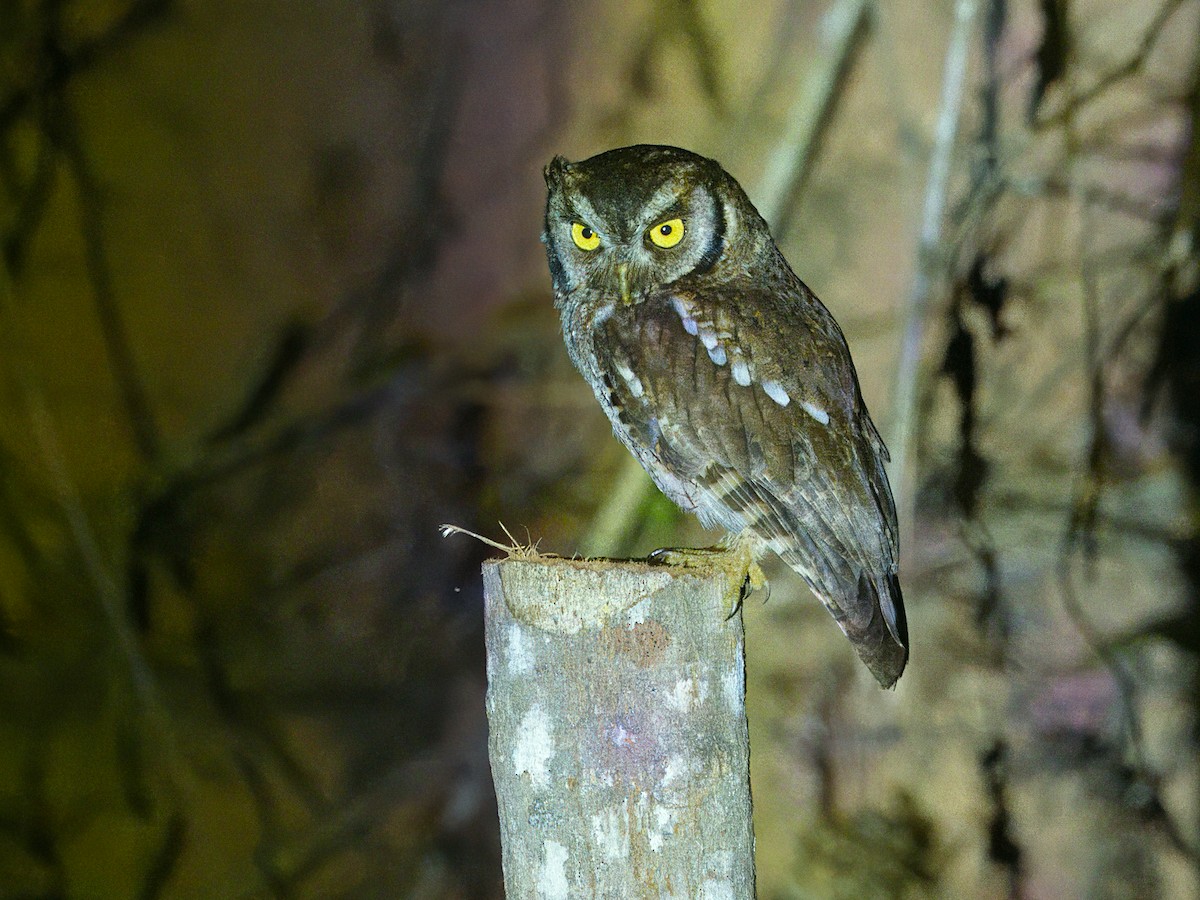 Tropical Screech-Owl - ML642347794