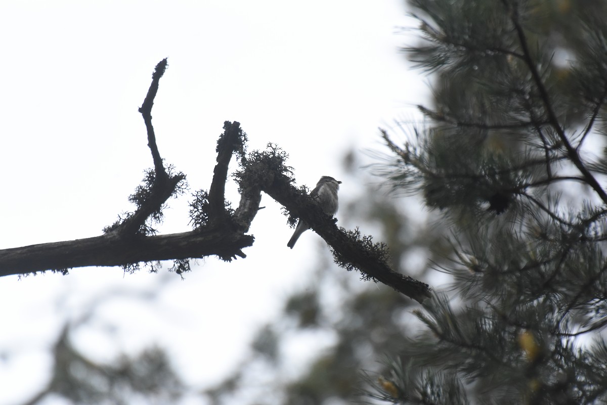 Red-breasted Flycatcher - ML642347834