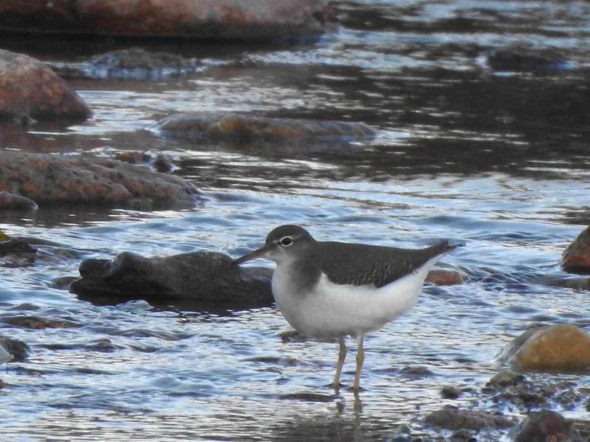 Spotted Sandpiper - ML642347861