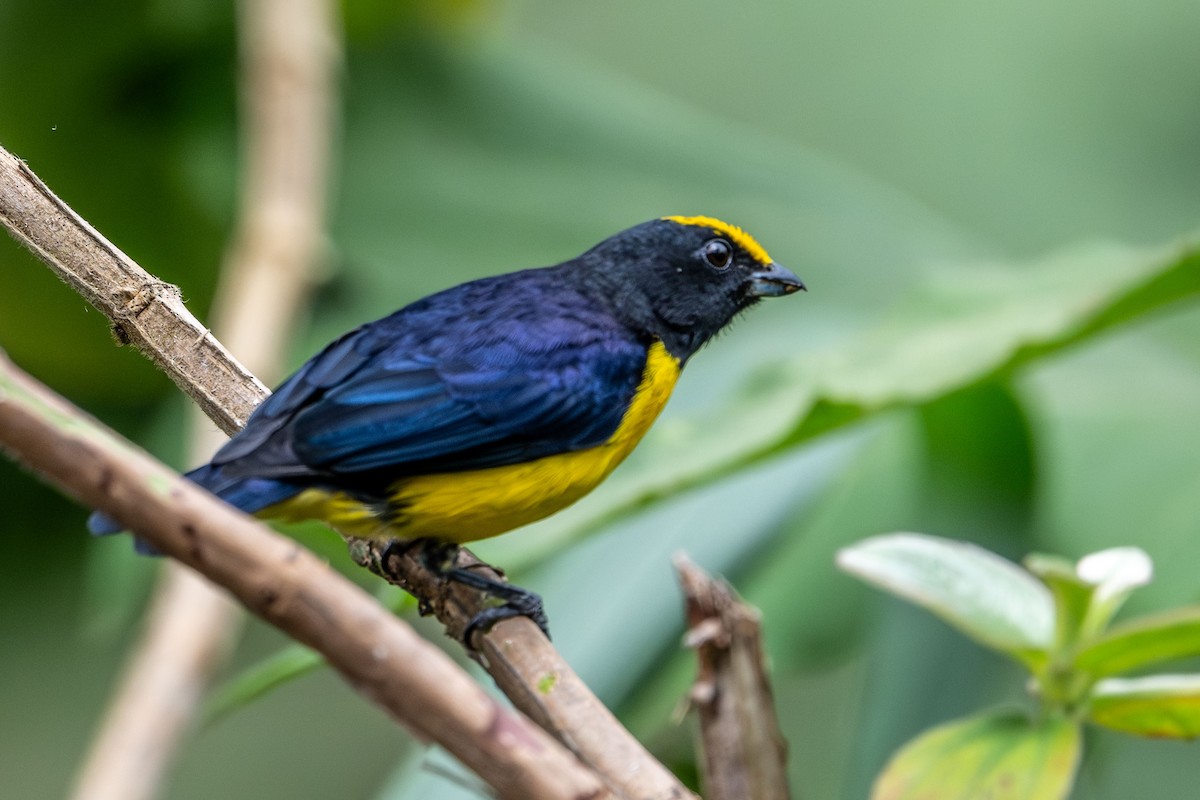 Orange-bellied Euphonia - ML642347864
