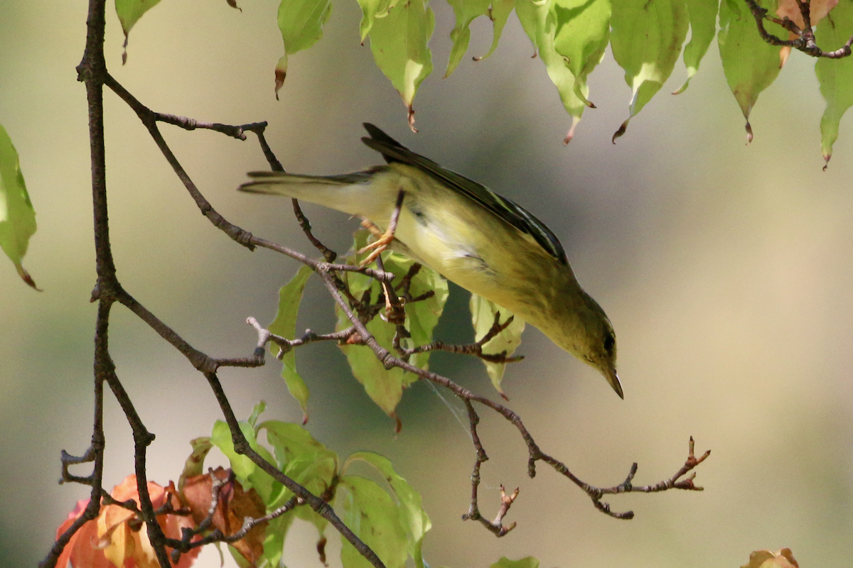 Blackpoll Warbler - ML642347898