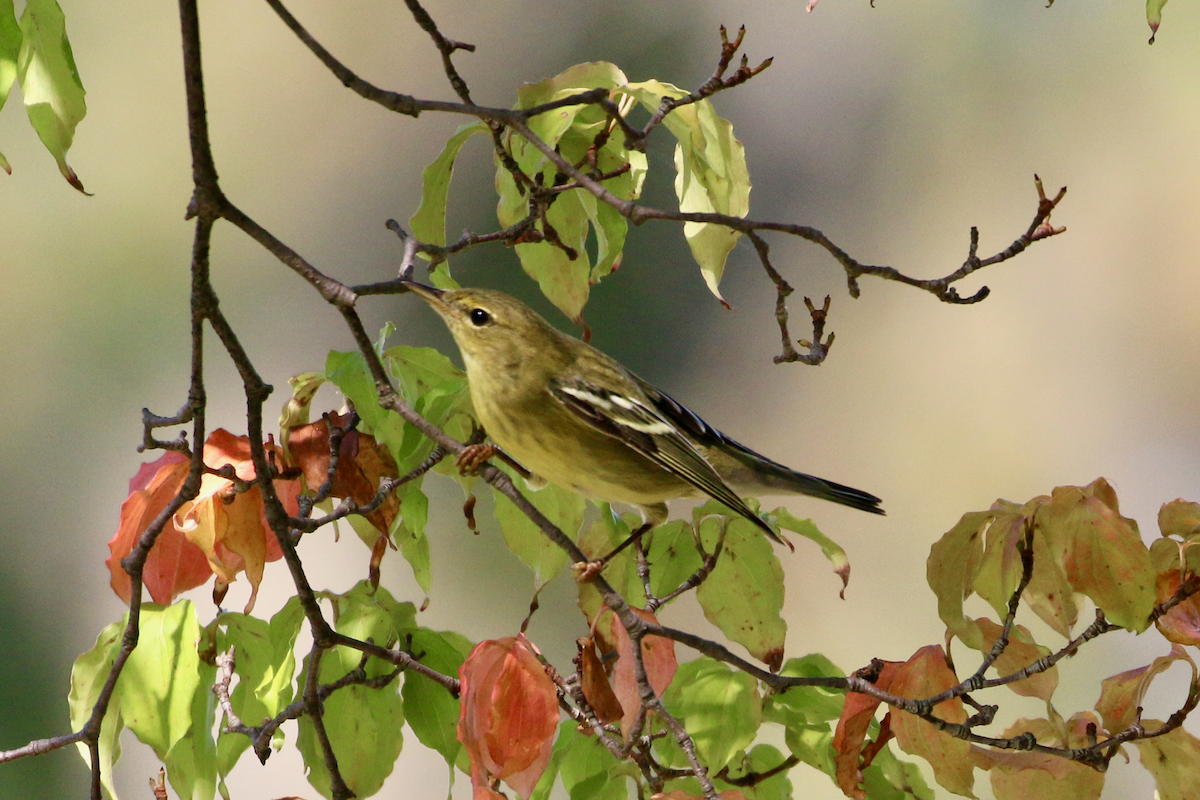Blackpoll Warbler - ML642347899