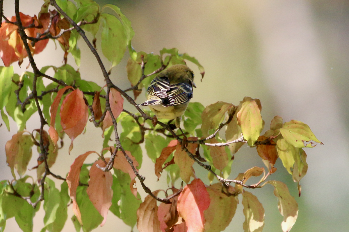 Blackpoll Warbler - ML642347900