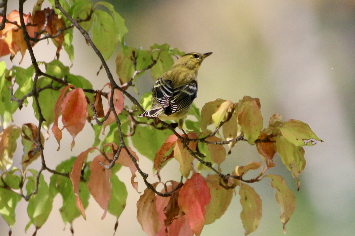Blackpoll Warbler - ML642347901