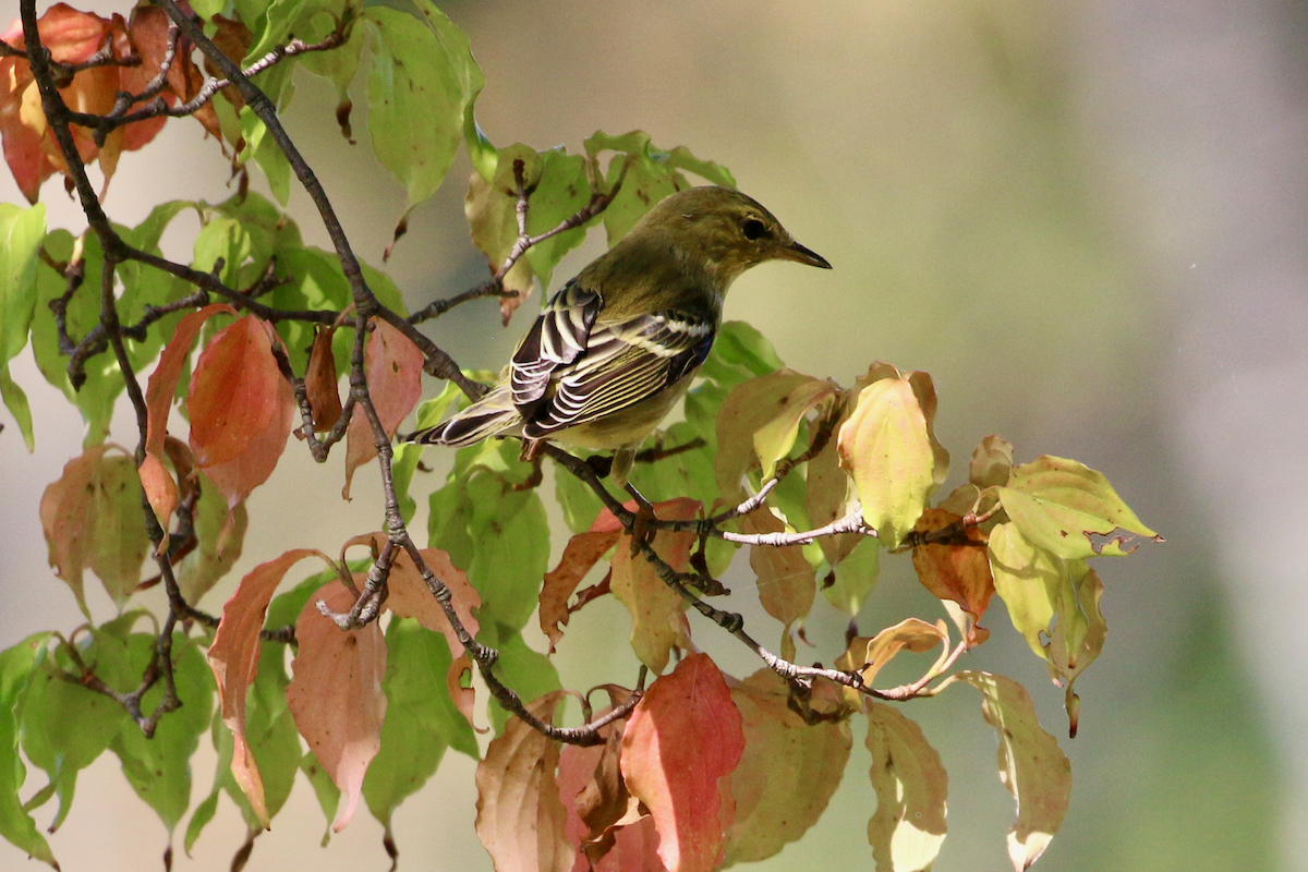 Blackpoll Warbler - ML642347902