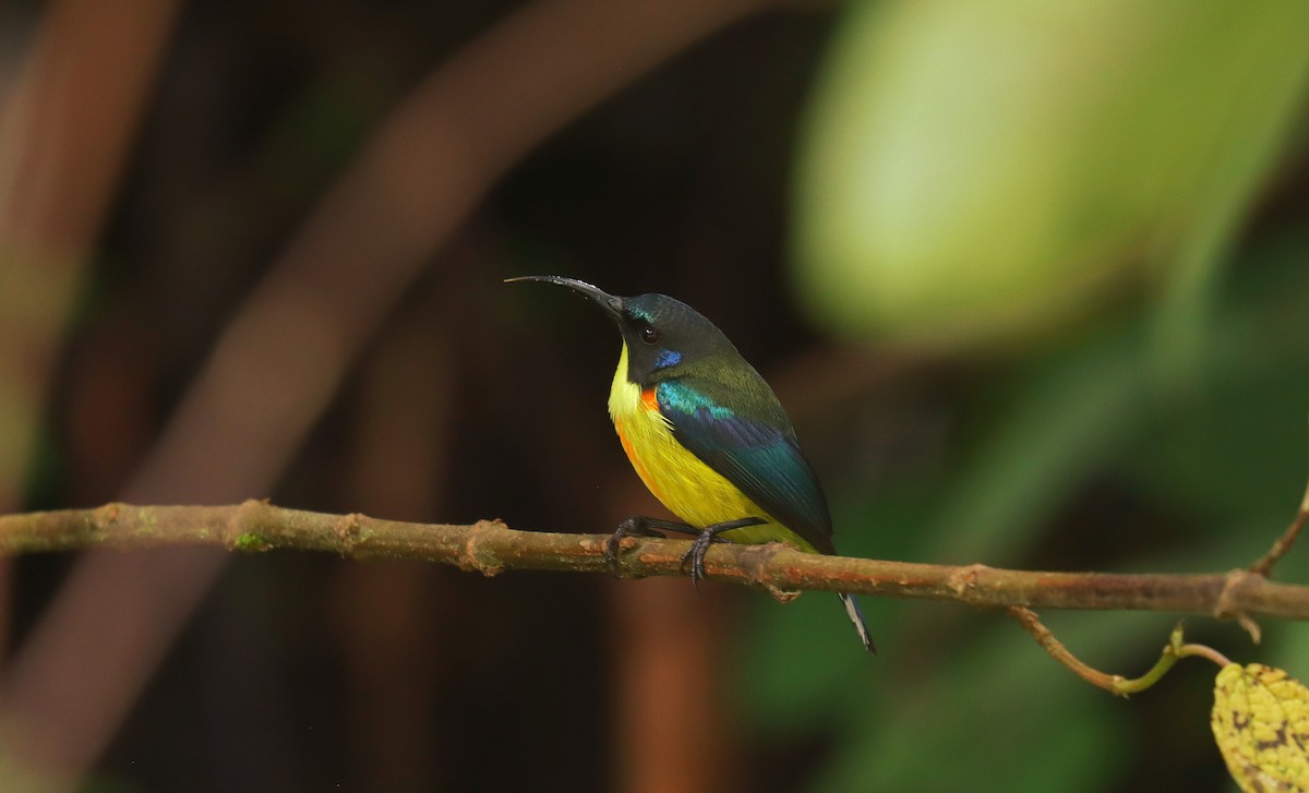 Lina's Sunbird - ML642347909