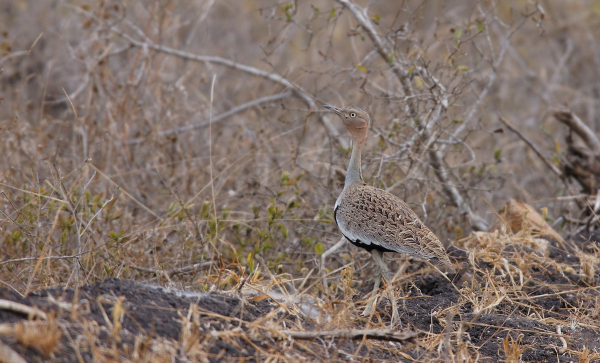 Buff-crested Bustard - ML642347912