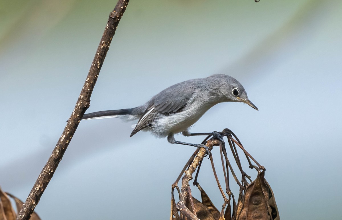 Blue-gray Gnatcatcher - ML642347928