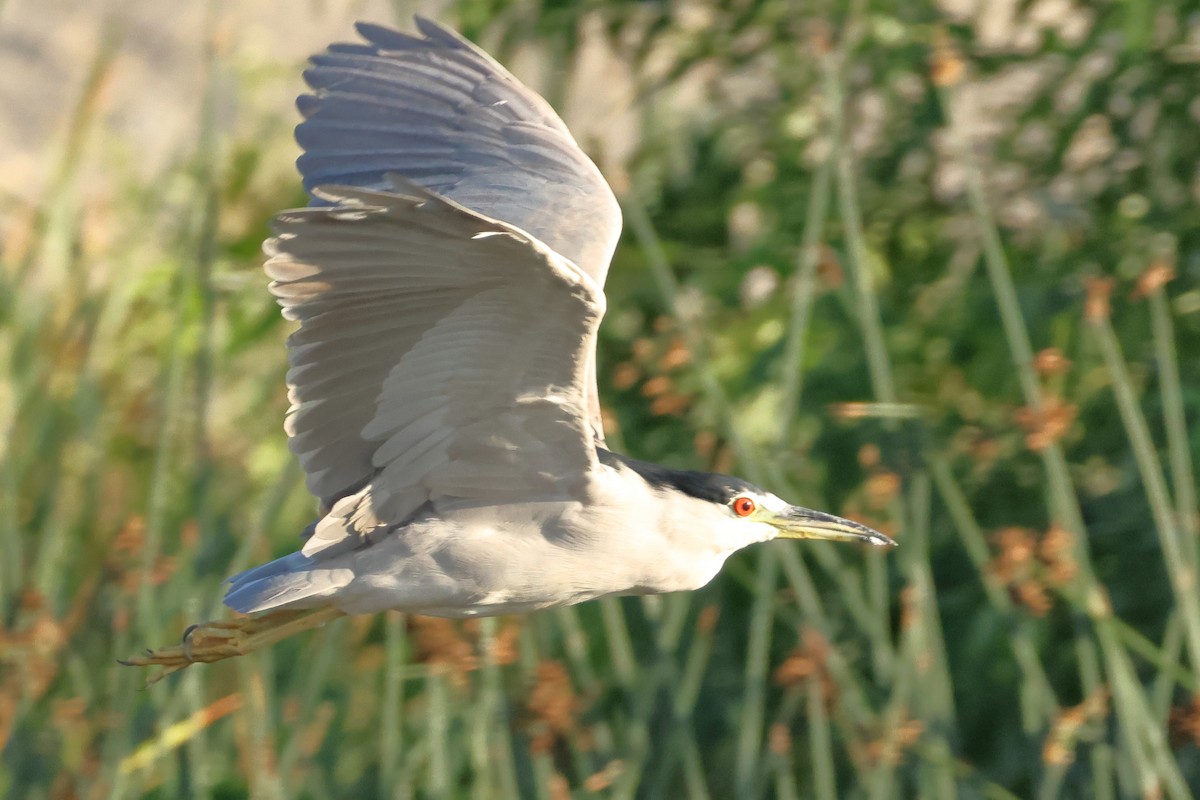 Black-crowned Night Heron - ML642347931