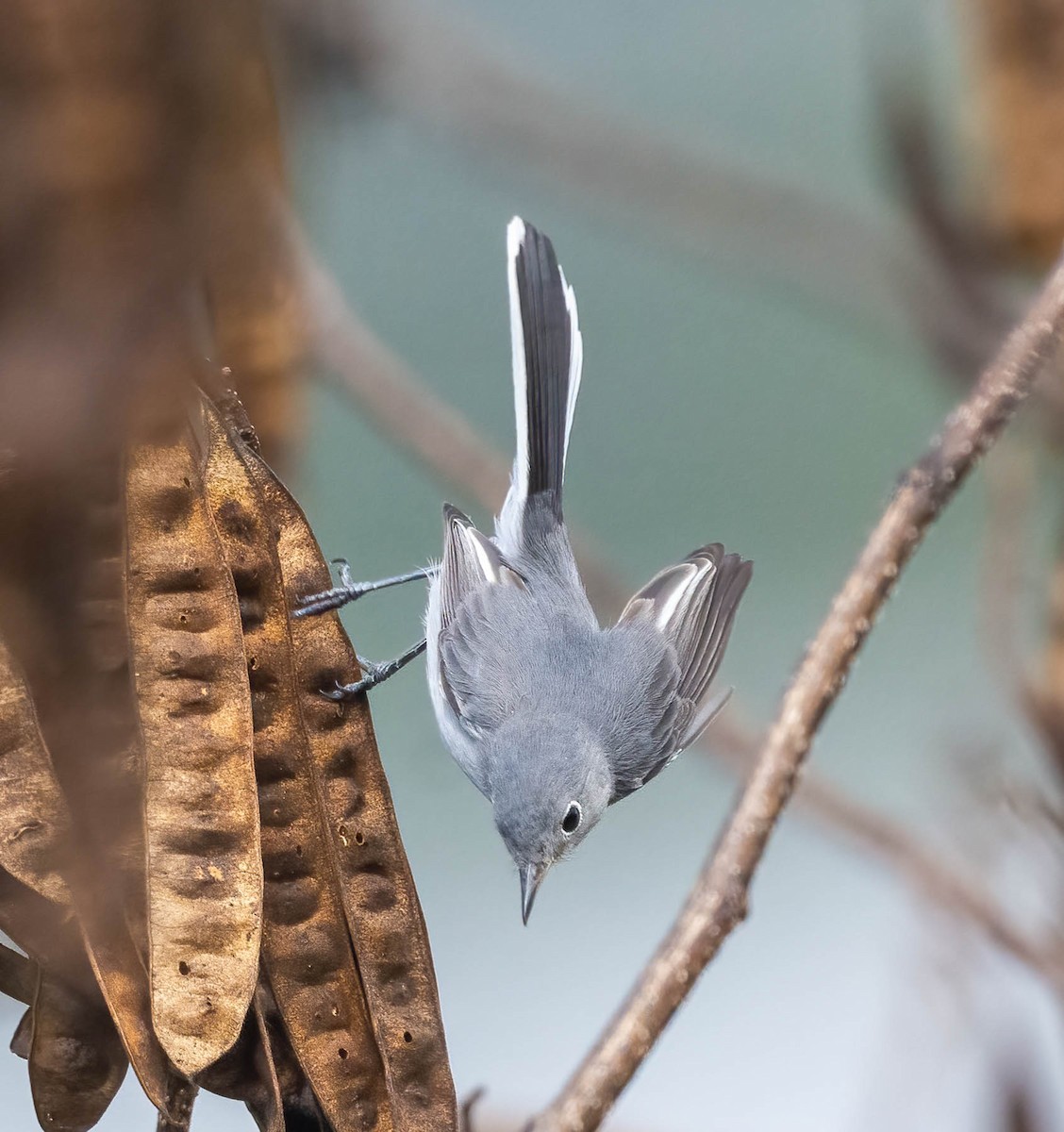 Blue-gray Gnatcatcher - ML642347932