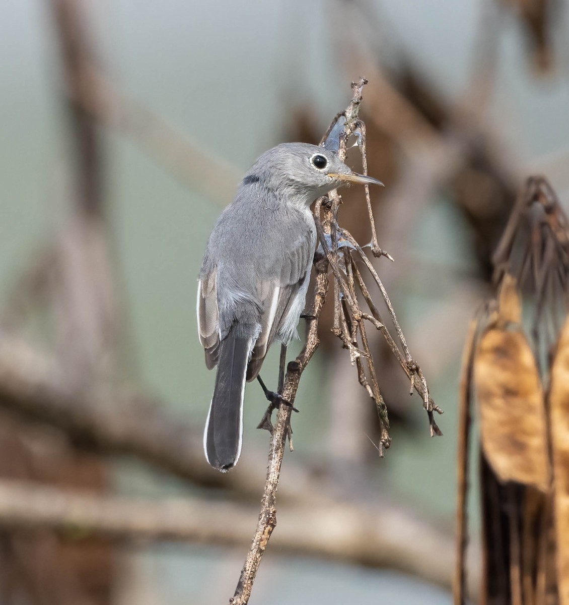 Blue-gray Gnatcatcher - ML642347935