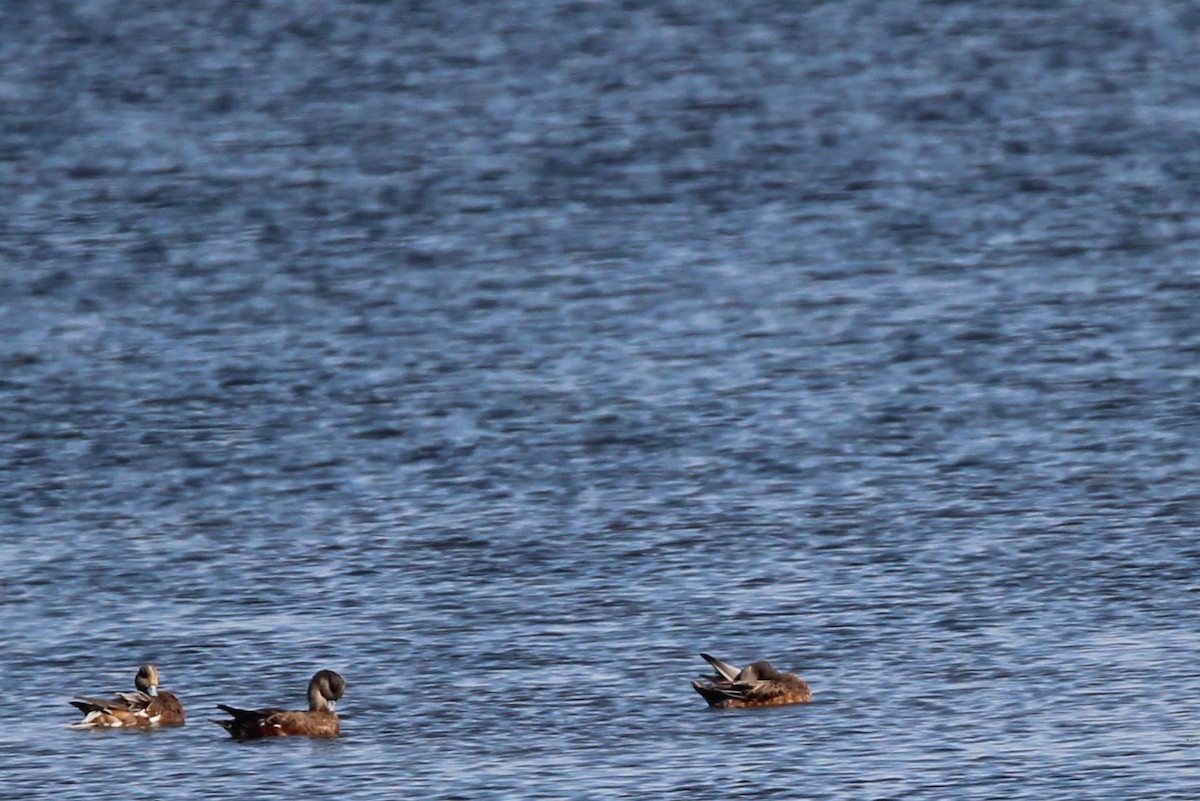 American Wigeon - ML642347942