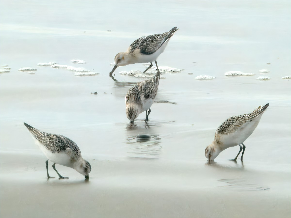 Sanderling - ML642347968