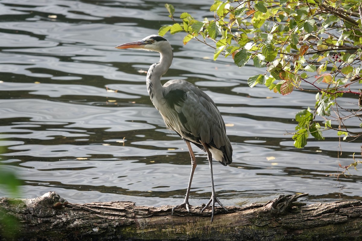 Gray Heron - ML642347984