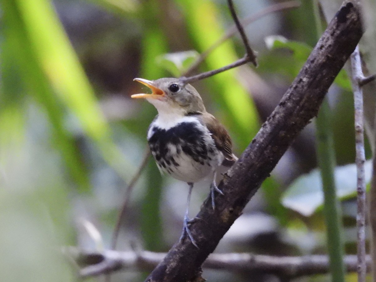 Southern Antpipit - ML642347999