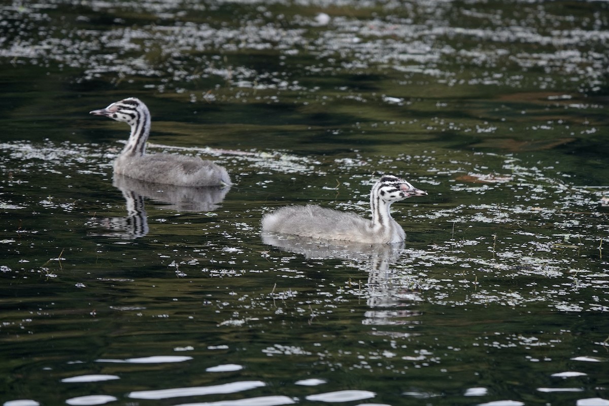 Great Crested Grebe - ML642348000