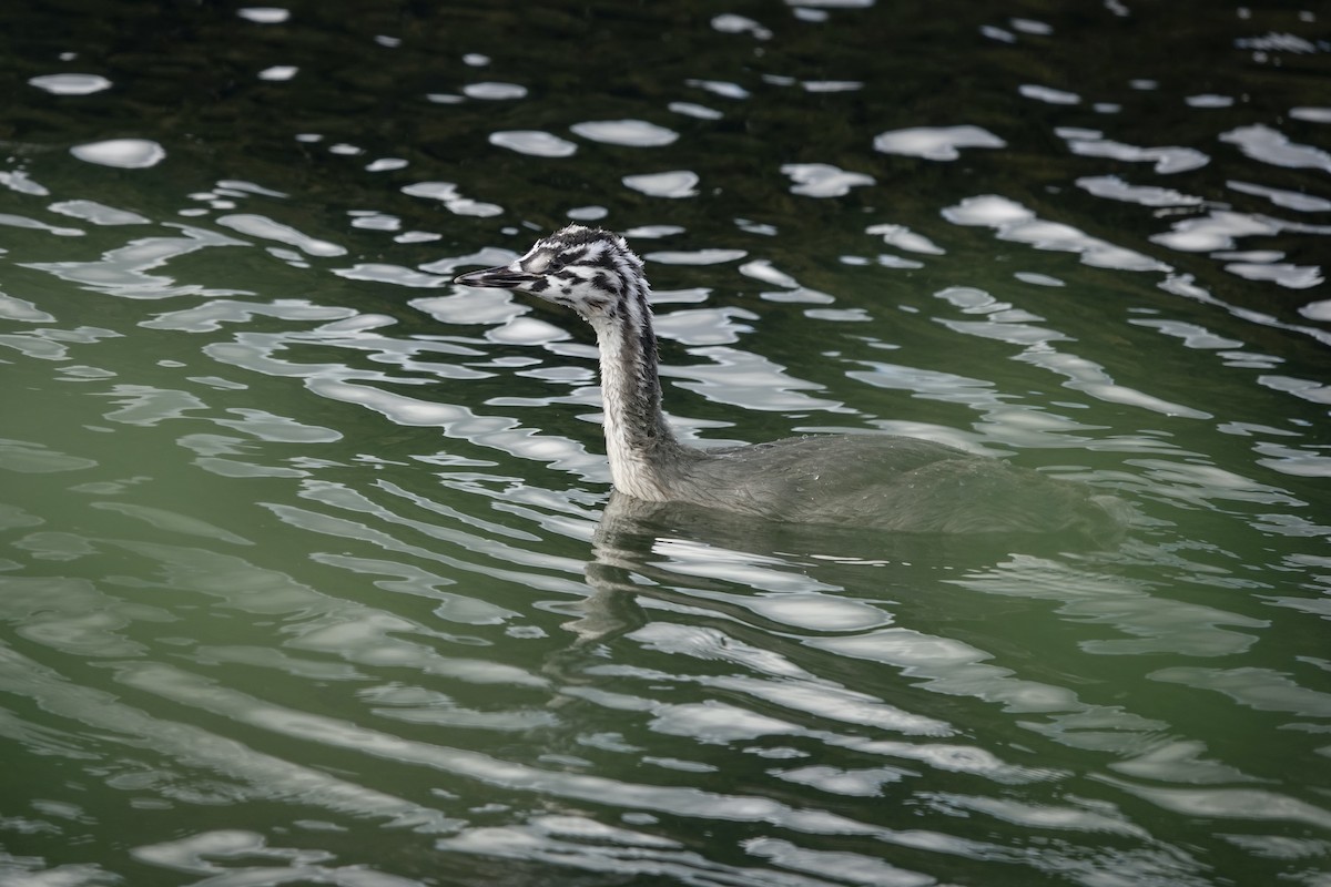 Great Crested Grebe - ML642348001