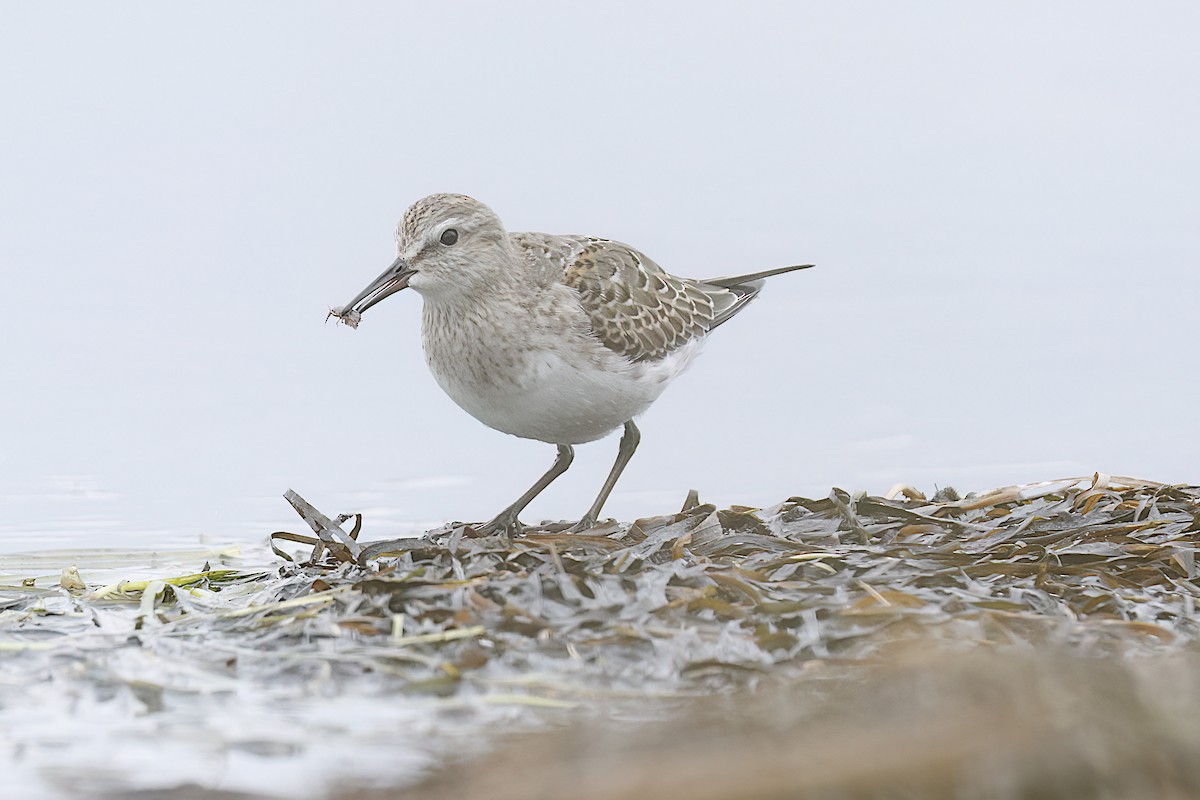 White-rumped Sandpiper - ML642348003