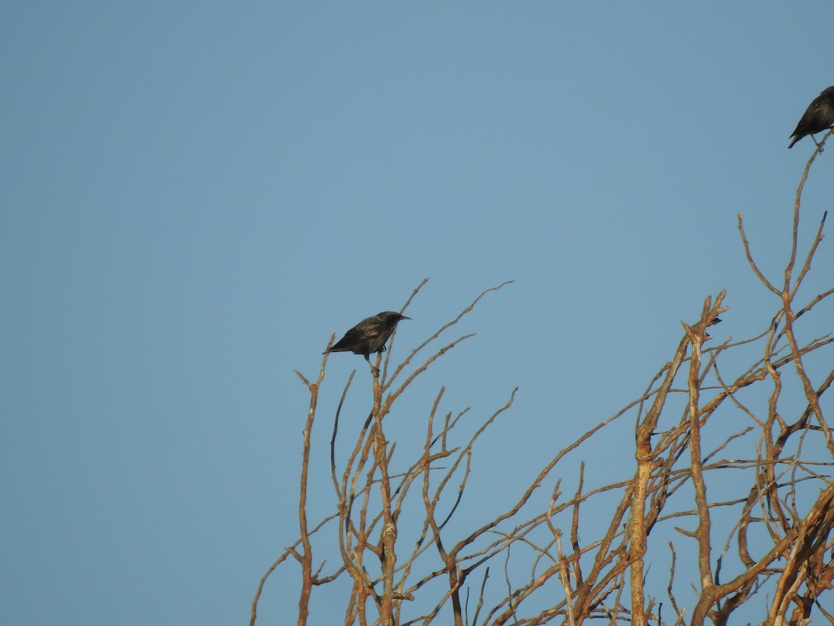 Spotless Starling - ML642348006
