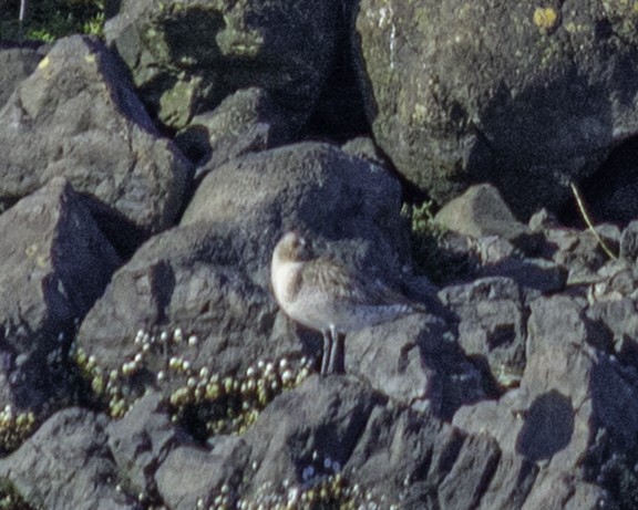 Bar-tailed Godwit - ML642348007