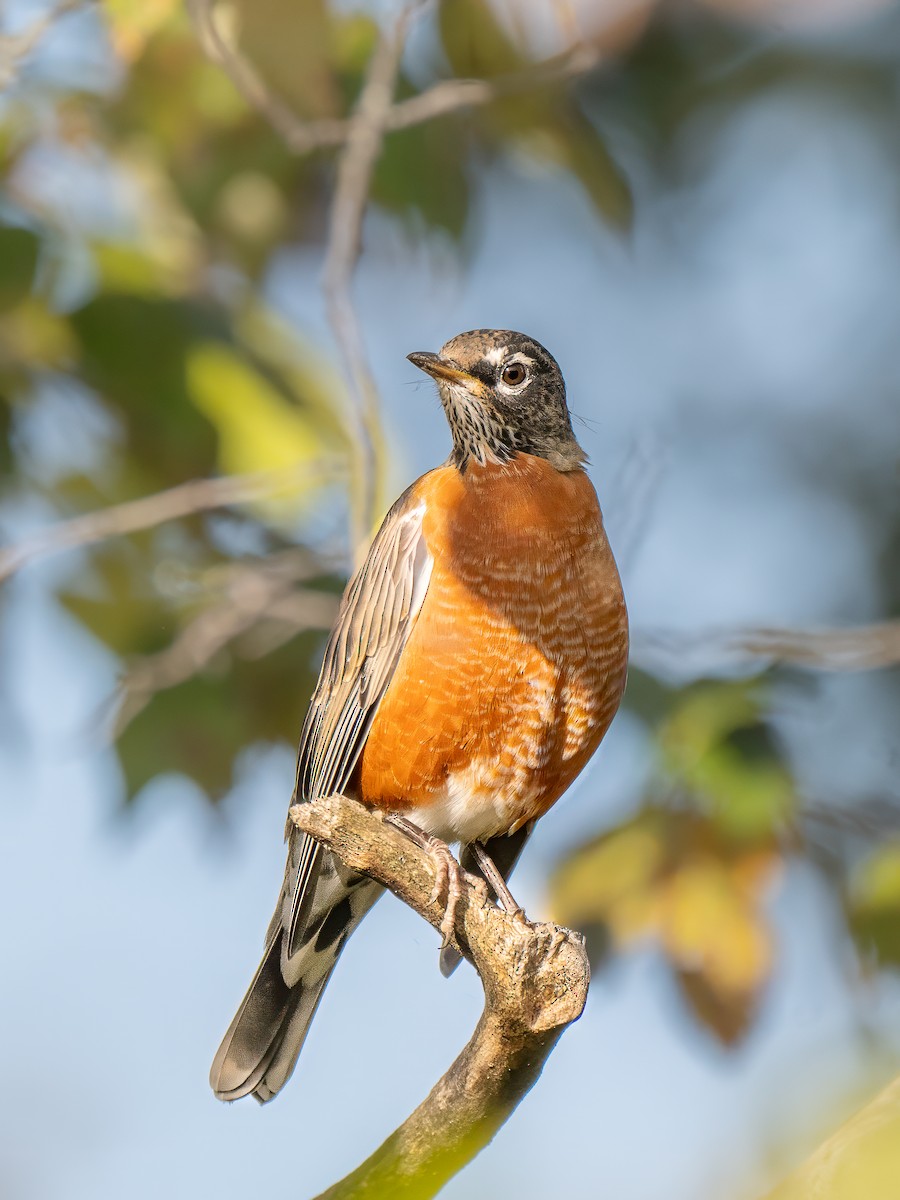 American Robin - ML642348015