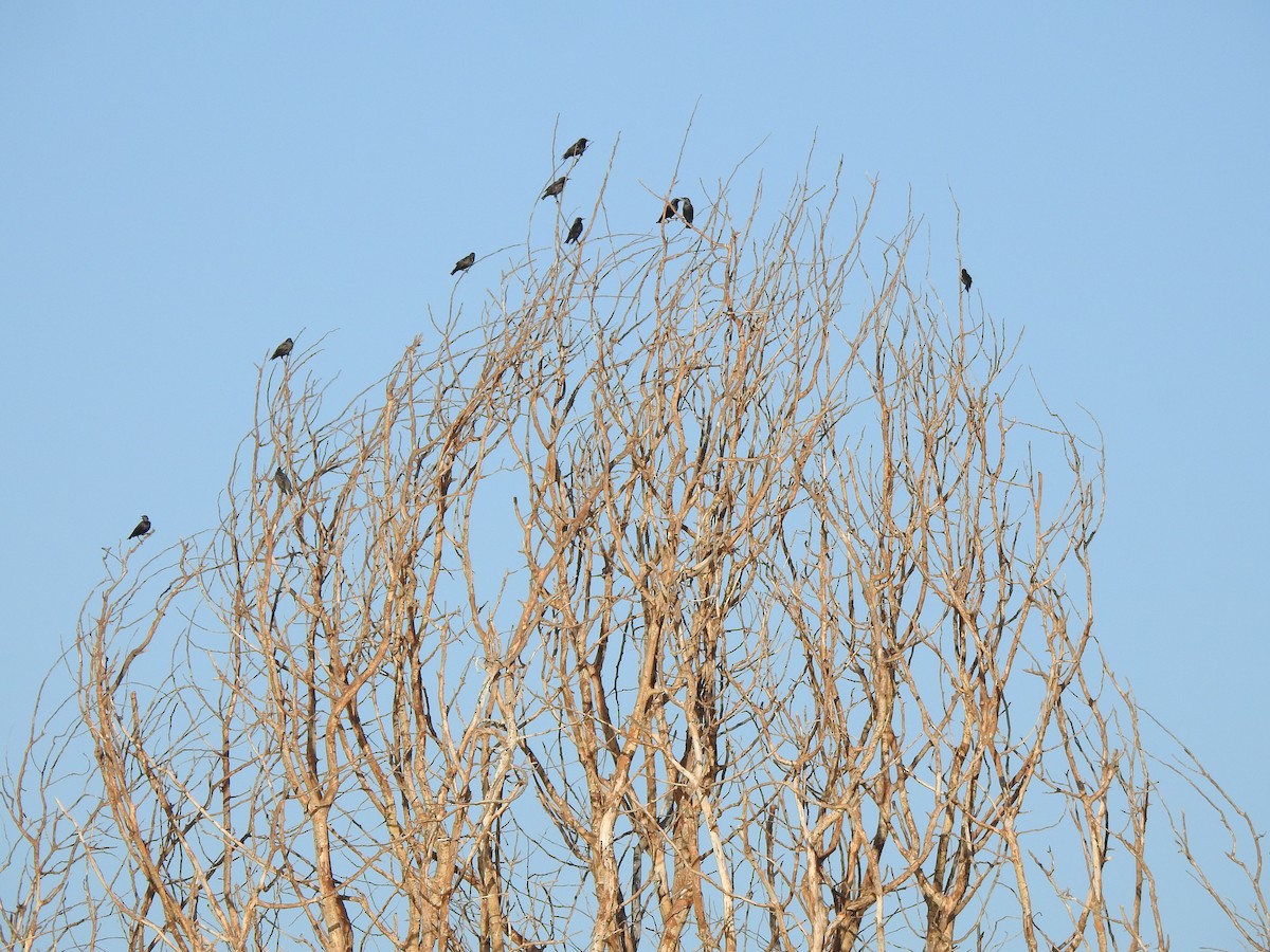 Spotless Starling - ML642348017