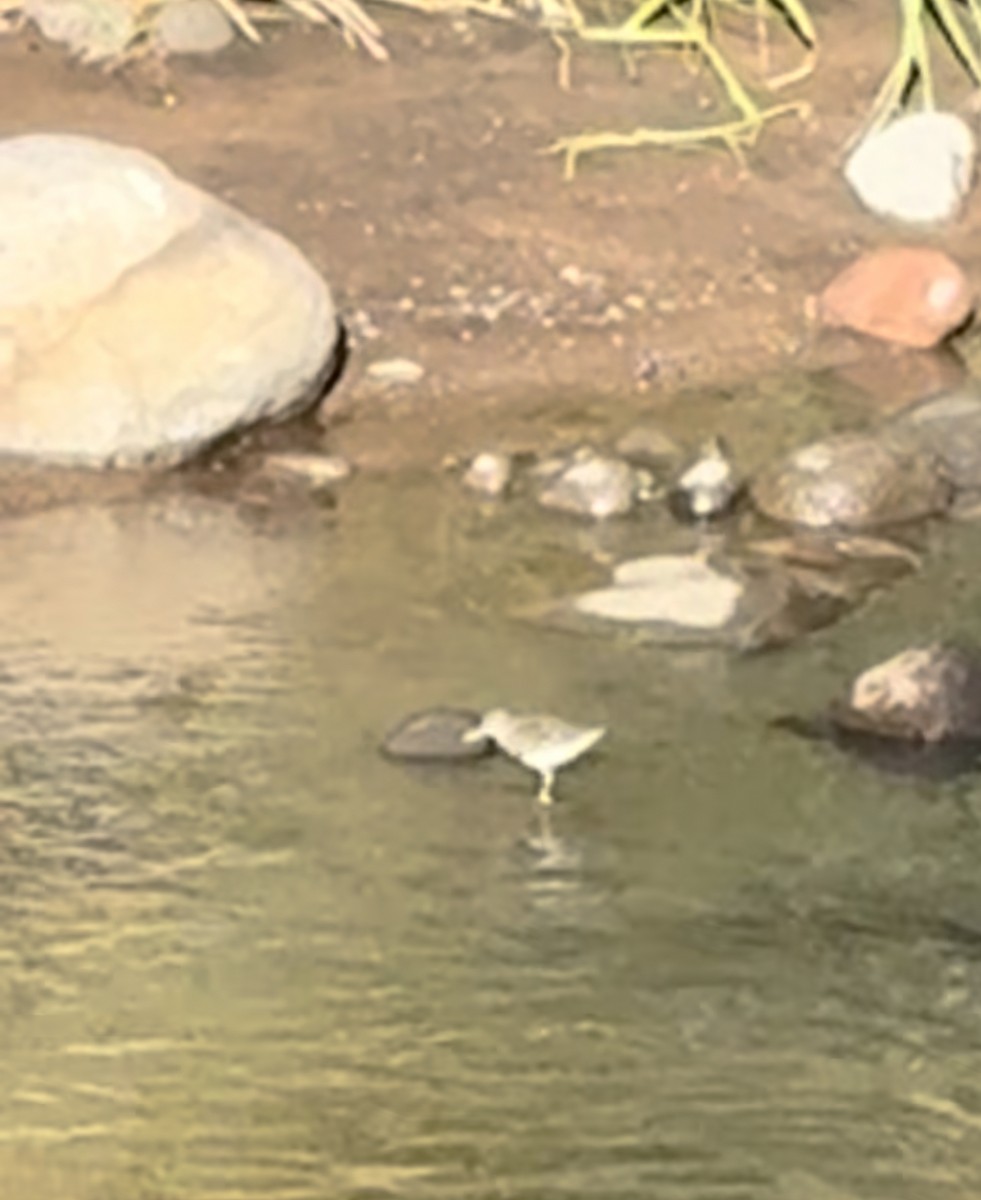 Spotted Sandpiper - ML642348018