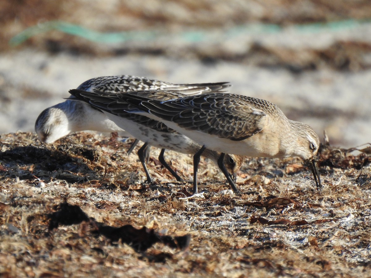 Curlew Sandpiper - ML642348039