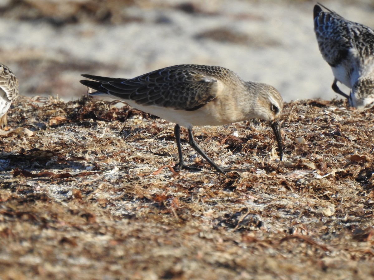 Curlew Sandpiper - ML642348040