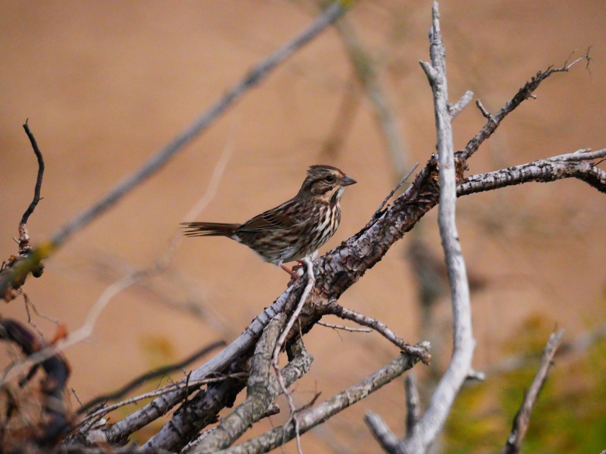 Song Sparrow - ML642348063