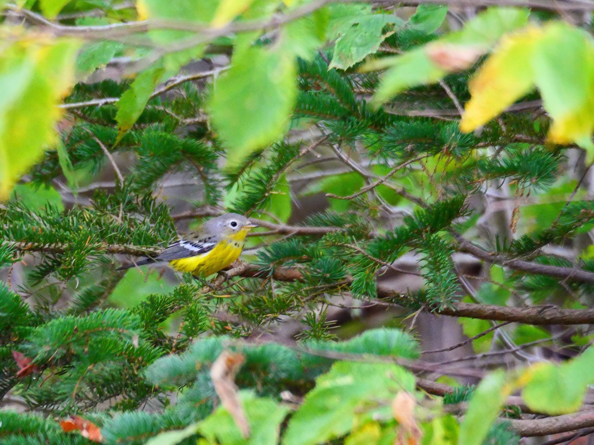 Magnolia Warbler - ML642348066