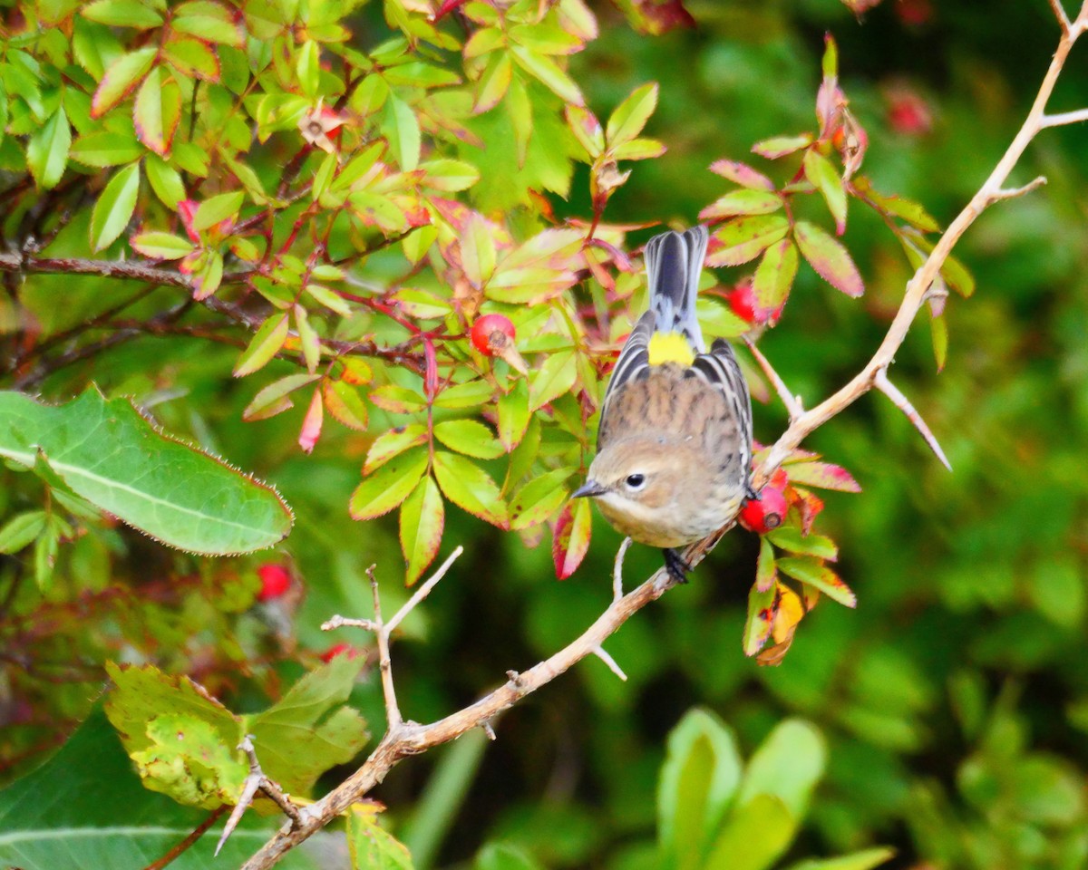 Yellow-rumped Warbler - ML642348073