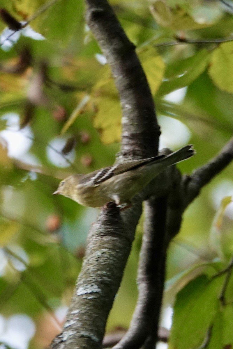 Blackpoll Warbler - ML642348076