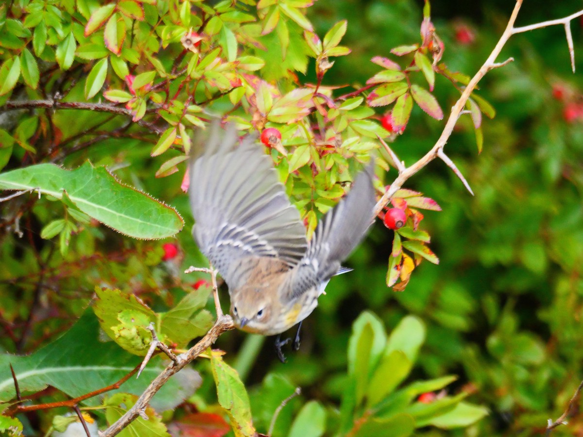 Yellow-rumped Warbler - ML642348078