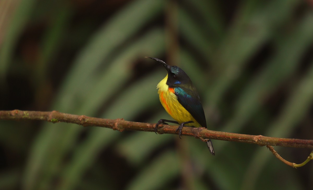 Lina's Sunbird - ML642348091