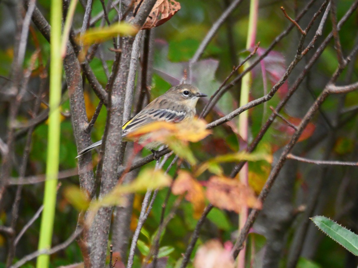 Yellow-rumped Warbler - ML642348093