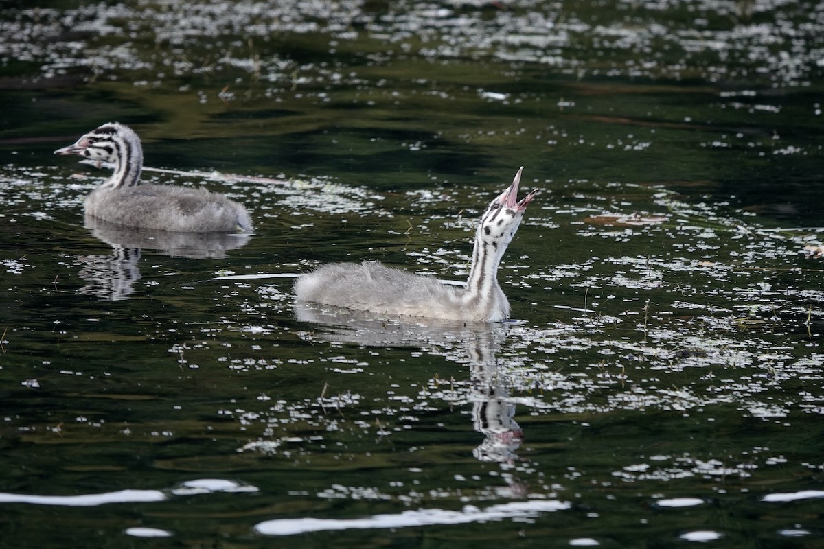 Great Crested Grebe - ML642348100