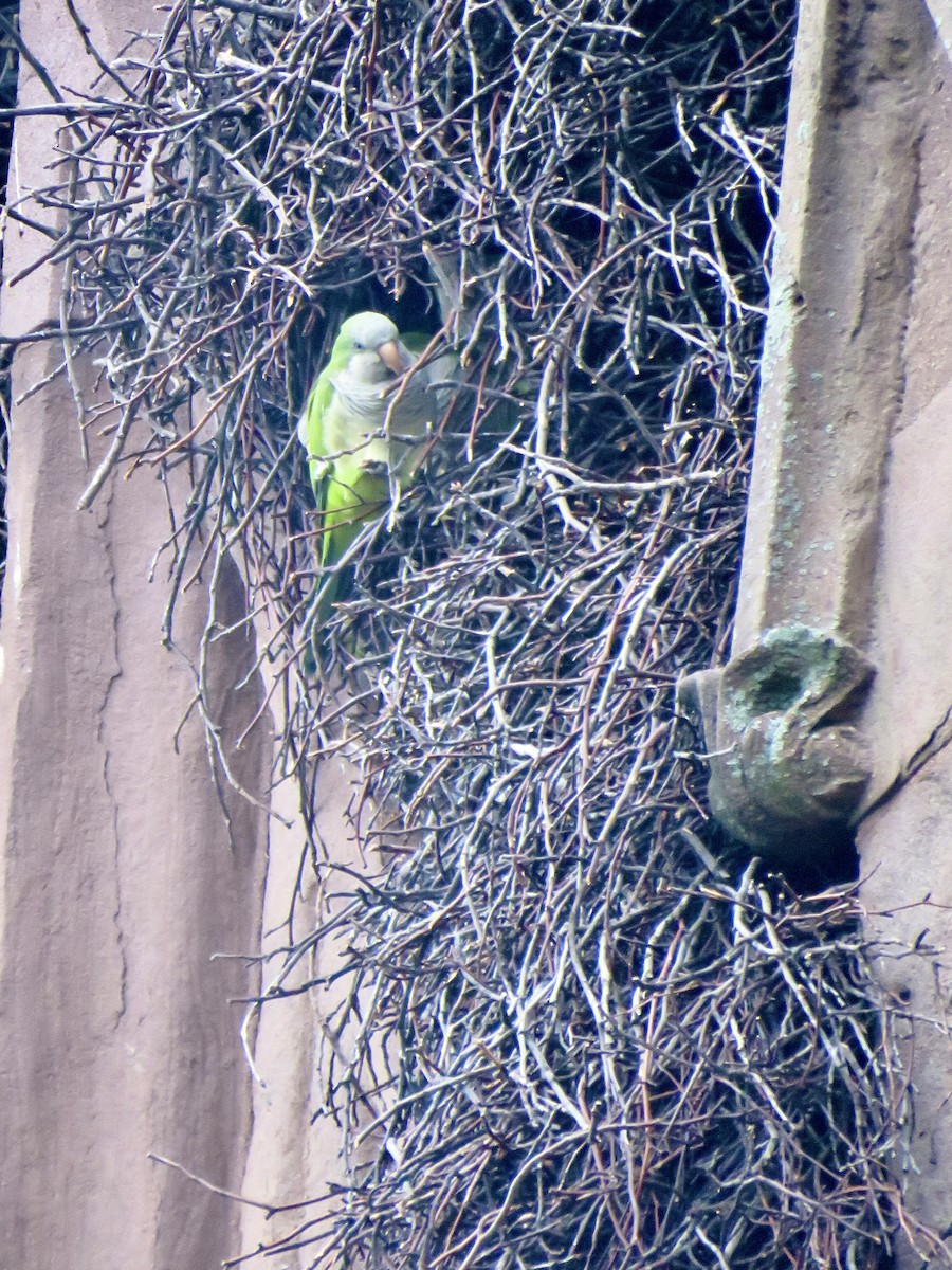 Monk Parakeet - ML642348111