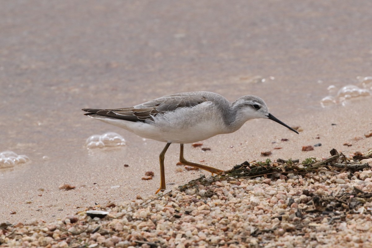 Wilson's Phalarope - ML642348115