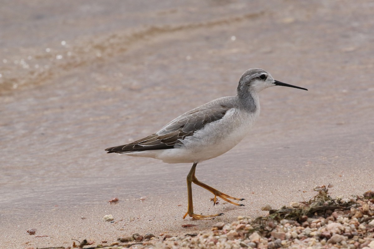 Wilson's Phalarope - ML642348124